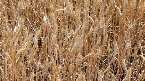 Wheat field. Ears of golden wheat close up. Beautiful Nature Sunset Landscape. Rural Scenery under Shining Sunlight. Background of ripening ears of meadow wheat field. Rich harvest Concept