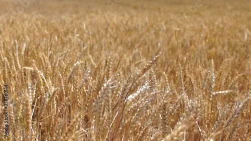 Wheat field. Ears of golden wheat close up. Beautiful Nature Sunset Landscape. Rural Scenery under Shining Sunlight. Background of ripening ears of meadow wheat field. Rich harvest Concept
