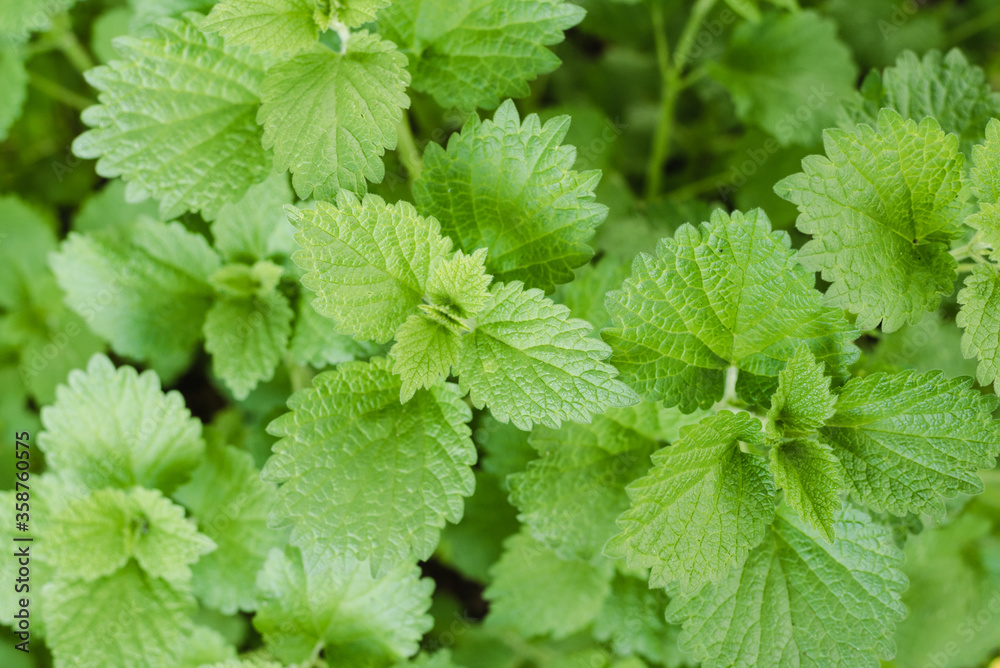 green leaves, background of green leaves green leaves, background of green leaves