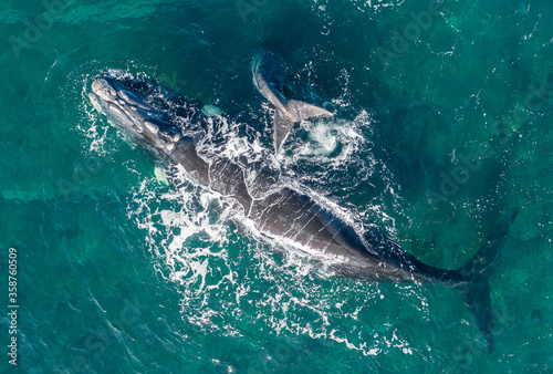 Aerial view  Southern right whale and her playful calf in the shallow protected waters of the Nuevo Gulf  Valdes Peninsula  Argentina.