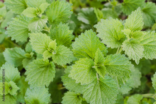 green leaves, background of green leaves