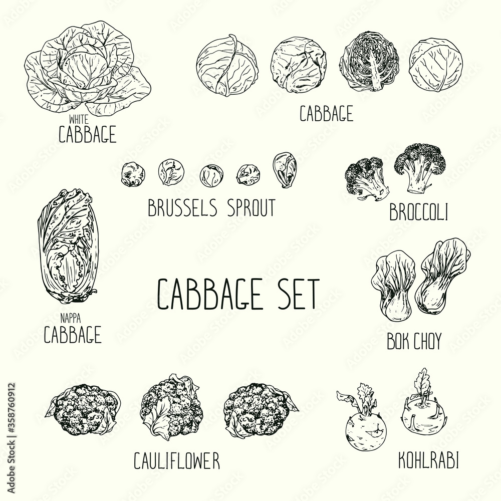 Hand drawn sketch style cabbage set with names. white cabbage, kohlrabi