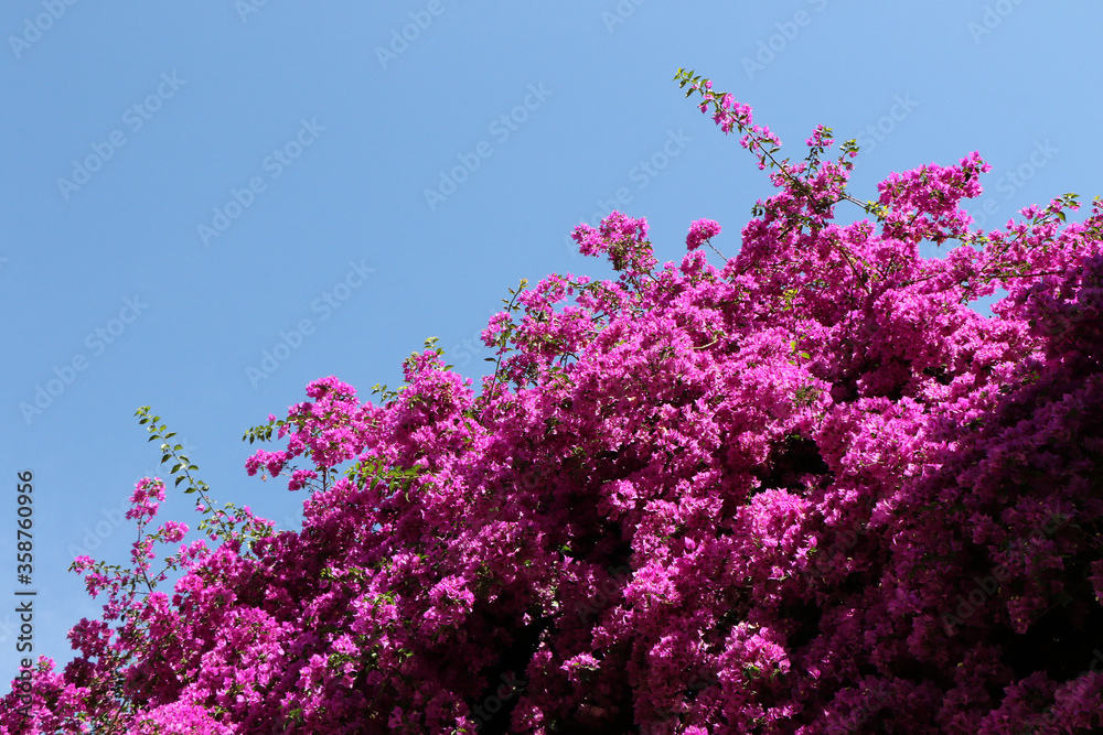 Purple bougainvillea blooms on a sunny day in June. Background, wallpaper, texture