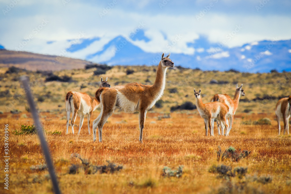 Wild and Beautiful Guanaco with the Mountains on the Background in the Torres Del Paine National Park, Patagonia, Chile Wild and Beautiful Guanaco with the Mountains on the Background in the Torres Del Paine National Park, Patagonia, Chile