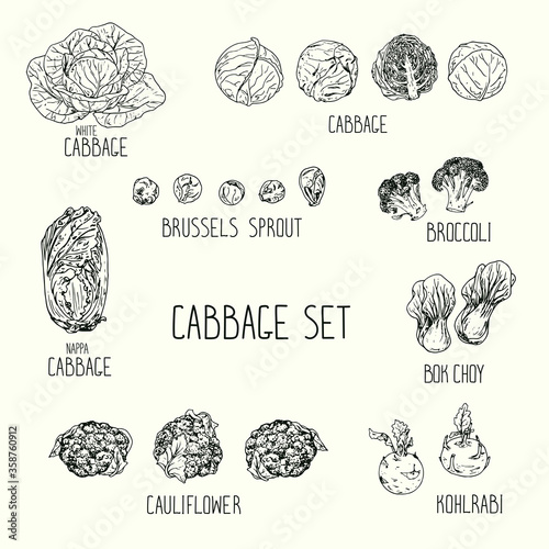 Hand drawn sketch style cabbage set with names. white cabbage, kohlrabi, Brussels sprouts, broccoli, cauliflower, napa cabbage, bok choy, Chinese cabbage. Vector illustration.