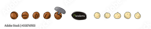 Hand drawn sketch style Macadamia set. Macadamia nut with sawn nutshell, and special key used to pry open the nut. Color illustration. 