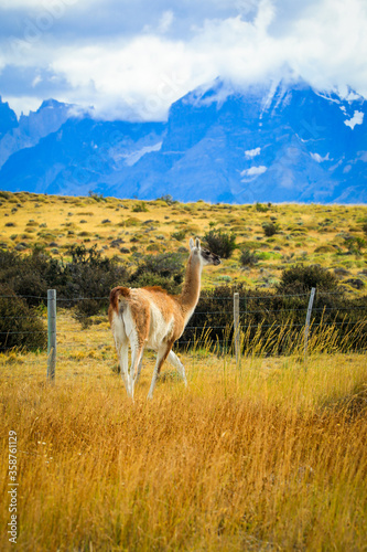 Wild and Beautiful Guanaco with the Mountains on the Background in the Torres Del Paine National Park, Patagonia, Chile