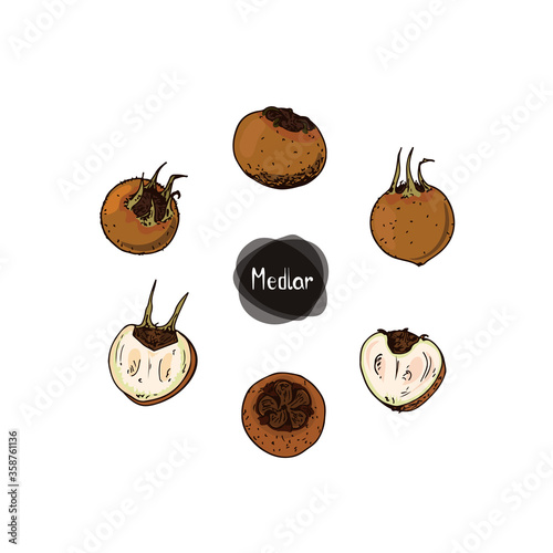 Hand drawn sketch medlars set on white background. Germanic (common) medlar set. Color illustration. photo