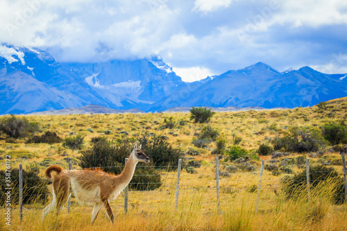 Wild and Beautiful Guanaco with the Mountains on the Background in the Torres Del Paine National Park  Patagonia  Chile