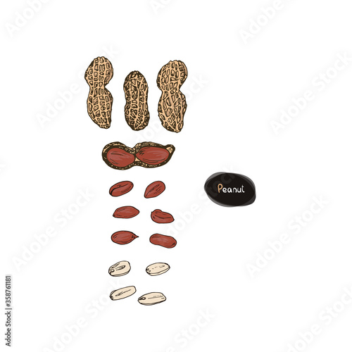 Hand drawn sketch style peanut set. Color illustration. 