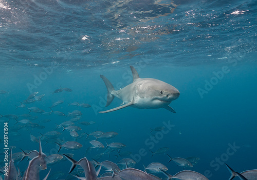 Great white shark swimming with a school of jackfish  Neptune Islands  South Australia.