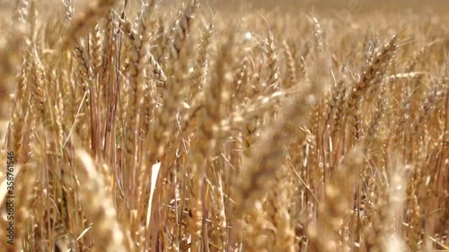 Wheat field. Ears of golden wheat close up. Beautiful Nature Sunset Landscape. Rural Scenery under Shining Sunlight. Background of ripening ears of meadow wheat field. Rich harvest Concept