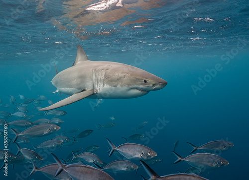 Great white shark swimming with a school of jackfish, Neptune Islands, South Australia. © wildestanimal