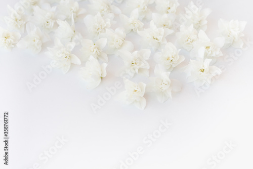 Fototapeta Naklejka Na Ścianę i Meble -  white flowers on white background