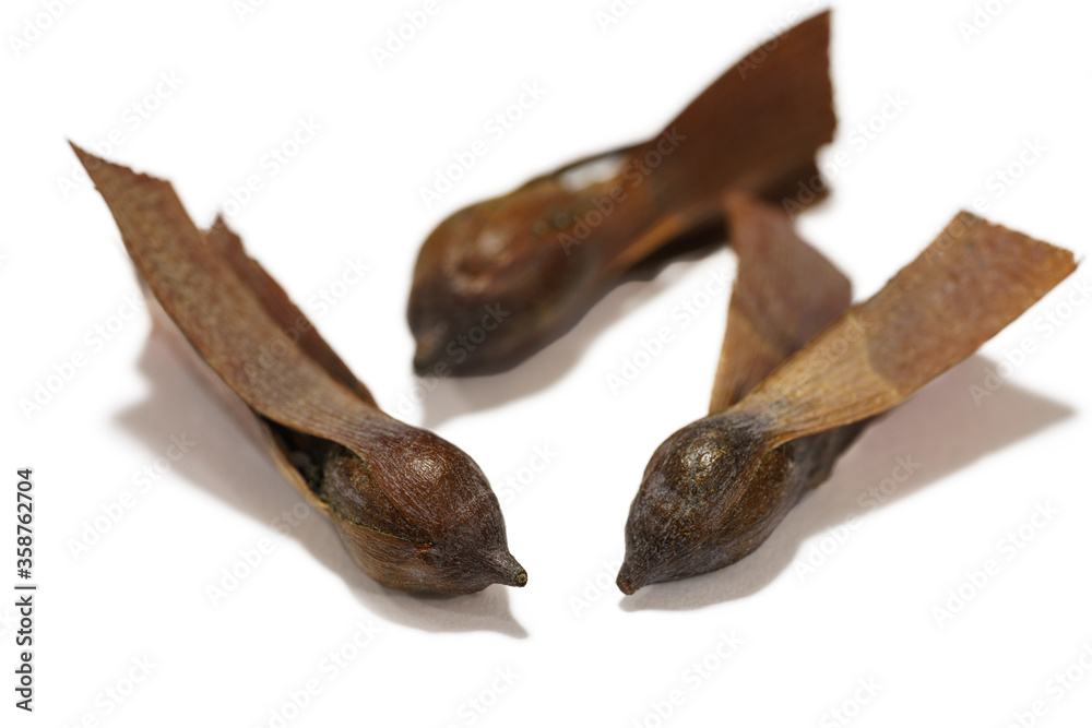 Obraz premium Shorea roxburghii seeds isolated on the white background