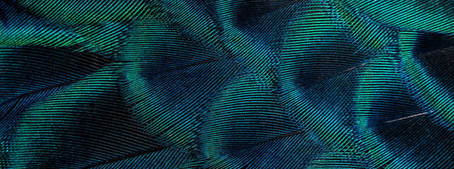 Closeup peacock feathers ,Beautiful background, wallpaper, texture