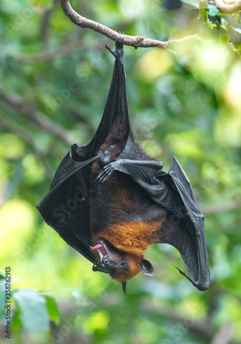 Closeup bat hanging upside down on a tree branch