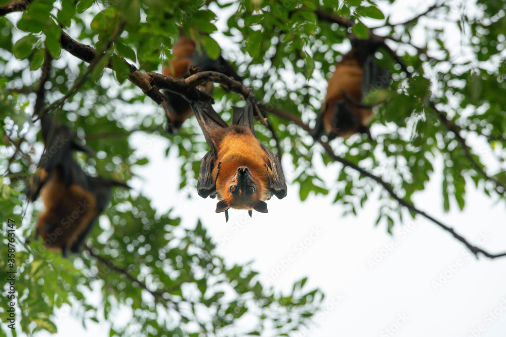 Closeup bats hanging upside down on a tree branch Closeup bats hanging upside down on a tree branch