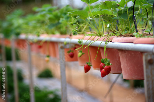 culture des fraises hors-sol photo