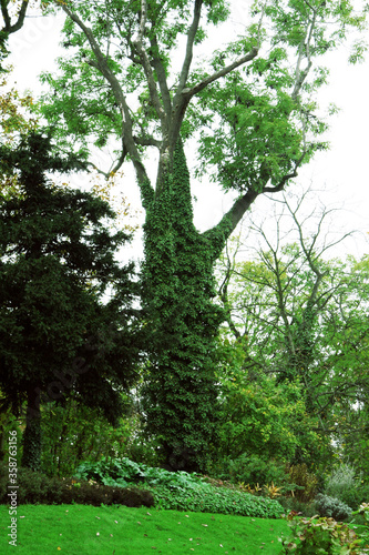 Fototapeta Naklejka Na Ścianę i Meble -  Big green tree in the center of Prague