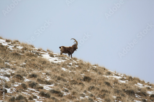Fototapeta Naklejka Na Ścianę i Meble -  Siberian ibex stands on a mountain slope against the sky.
