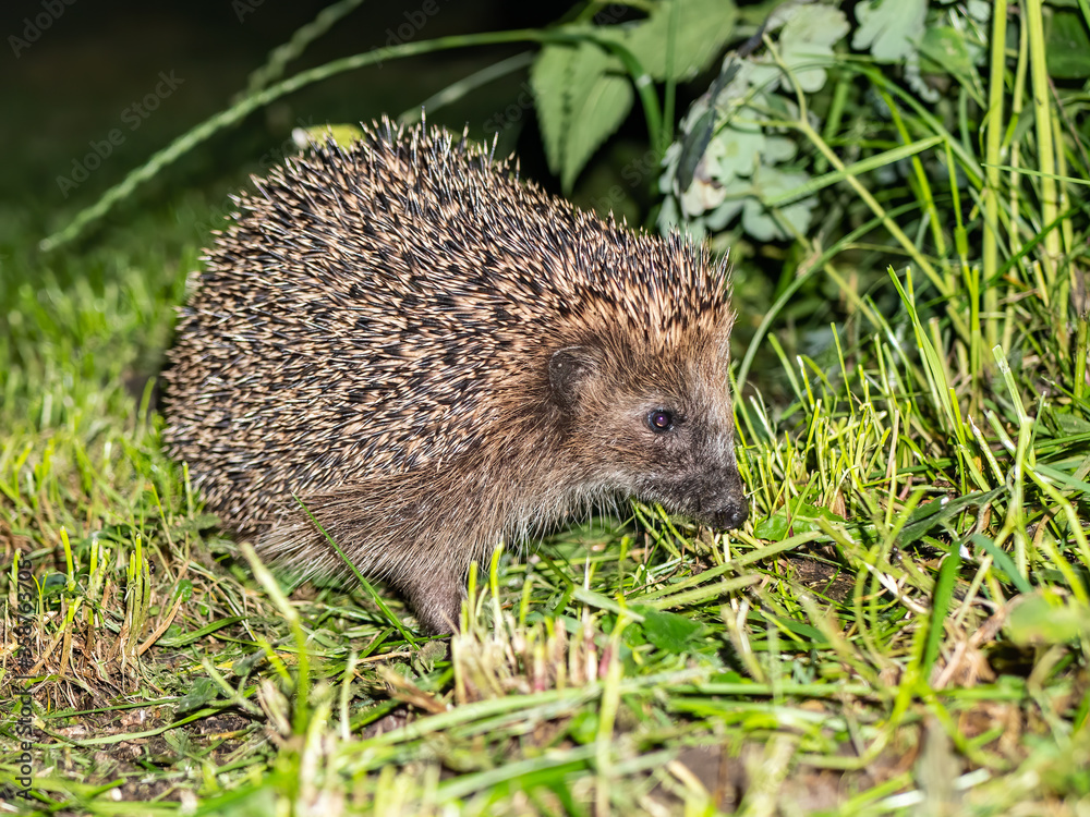 Igel (Erinaceidae) bei Dämmerung auf dem Rasen eines Gartens Igel (Erinaceidae) bei Dämmerung auf dem Rasen eines Gartens