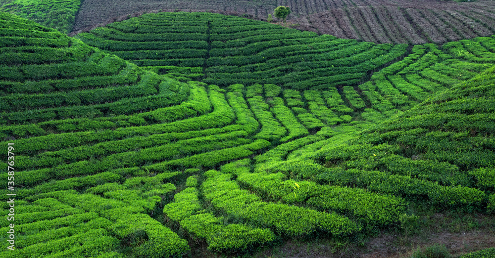 Beautiful Tea Field in Indonesia Beautiful Tea Field in Indonesia