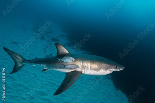 Great white shark swimming with a school of jackfish  Neptune Islands  South Australia.