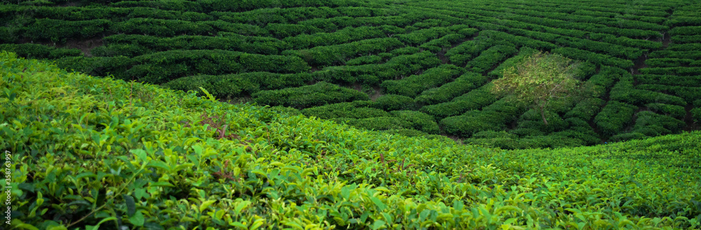 Beautiful Tea Field in Indonesia