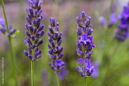 Rustic lavender closeup on green nature background. High quality photo