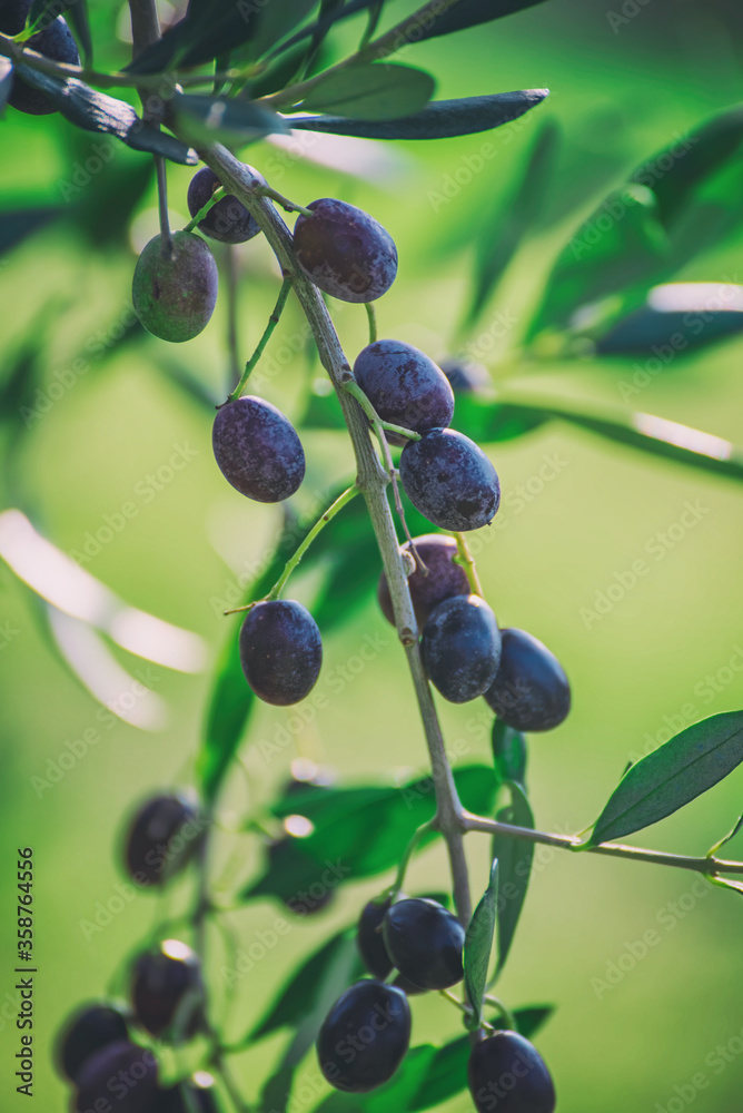 Olive tree with fruits