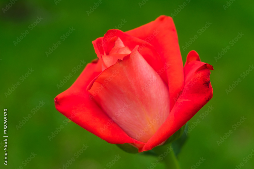 Scarlet rose on a background of green grass. Scarlet rose on a background of green grass.