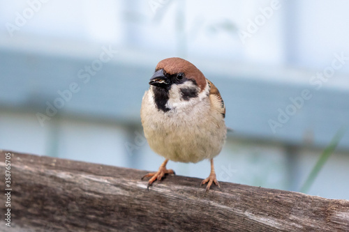 Portrait of a sparrow in nature.