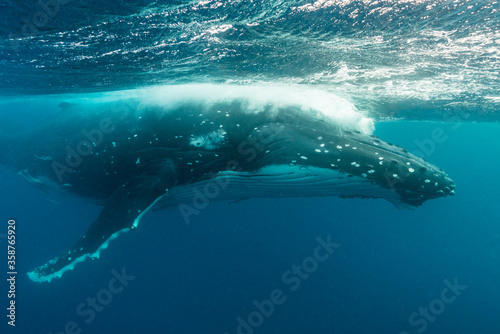 Humpback whale exhaling near the surface, Pacific Ocean, Kingdom of Tonga. © wildestanimal