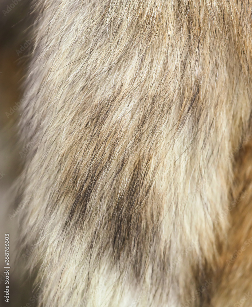 Animal fur as an abstract background. Animal fur as an abstract background.