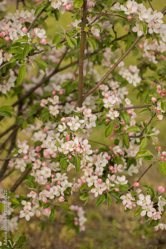 Spring Apple blossom Spring Apple blossom