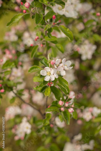 Fototapeta Naklejka Na Ścianę i Meble -  Spring Apple blossom