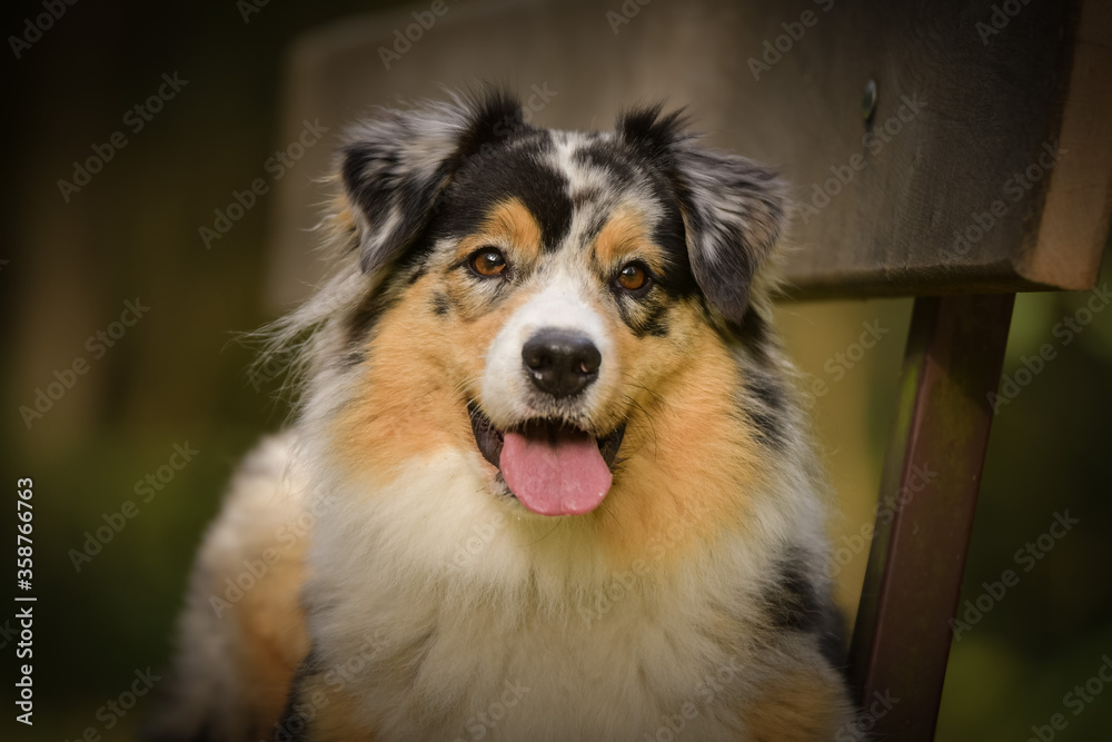Australian shepherd is lying in bench. It is autumn atmosphere and she is so fluffy. Australian shepherd is lying in bench. It is autumn atmosphere and she is so fluffy.