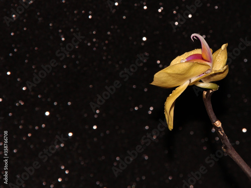 Yellow Orchid on a shiny black background. Flower on a dark background.