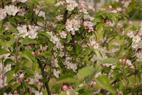 Spring Apple blossom © Esfir