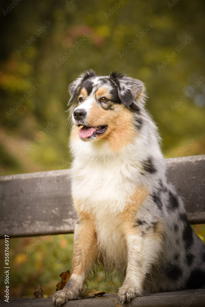 Australian shepherd is sitting on bench. It is autumn atmosphere and she is so fluffy. Australian shepherd is sitting on bench. It is autumn atmosphere and she is so fluffy.