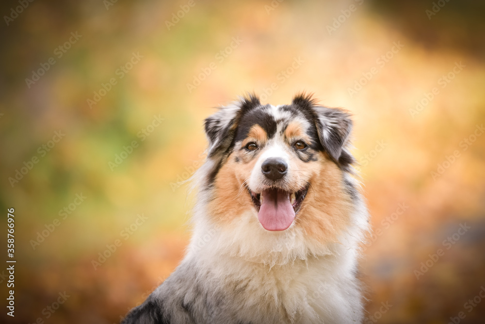 Australian shepherd is sitting on the way in nature. She is after running so she is so happy Australian shepherd is sitting on the way in nature. She is after running so she is so happy