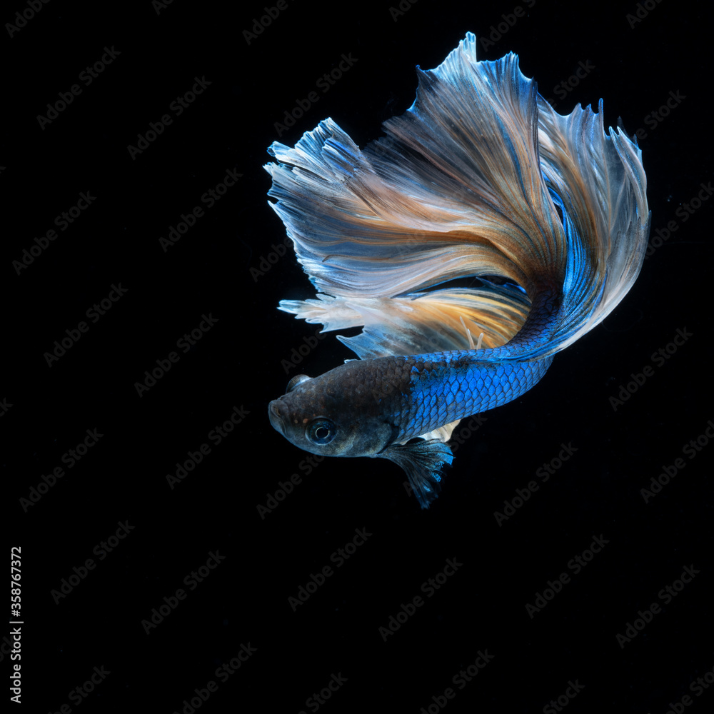 Fototapeta premium Beautiful blue betta fish