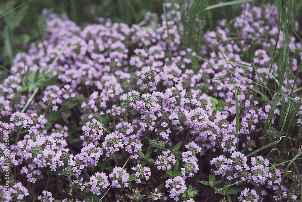 Thymus with flowers