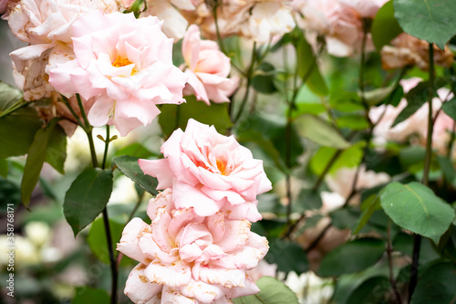 pink roses in garden