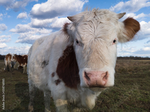 Portrait of a domestic cow on pasture