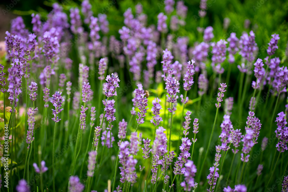 lavender field in provence