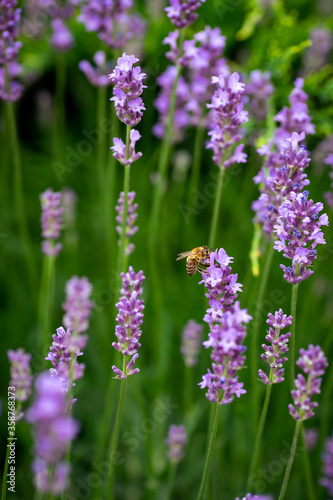 bee on lavender flowers in the garden