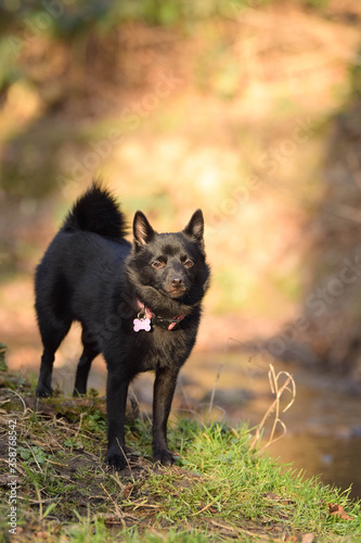 Young female of schipperke is sitting on trunk near to the water. She has so nice face. She is so patient model.