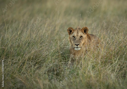 Lion in the grasses during evening hours  Masai Mara